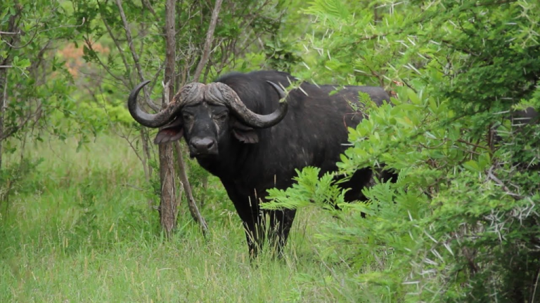 5 Dreams of Buffalo Attacking with Spiritual Meanings