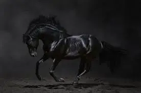 5 Dreams of a Black Horse Attacking You With Spiritual Meanings