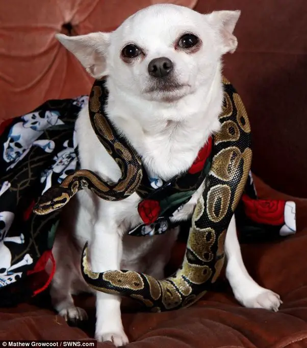 3 Dreams of Dog Attacking Snake with Spiritual Meanings
