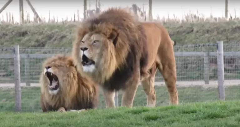 25 Dreams About A Lion Attacking You (spiritual meaning)