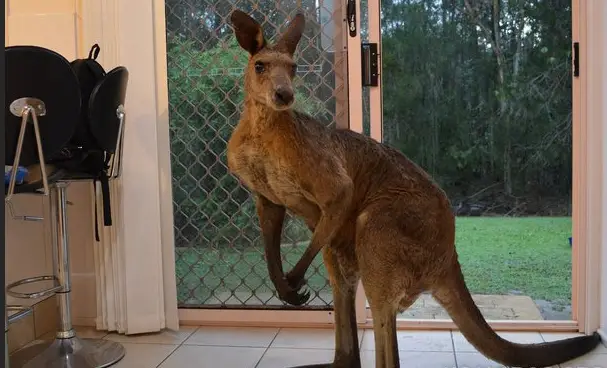 10 Dreams About kangaroo in your house With Spiritual Meaning: